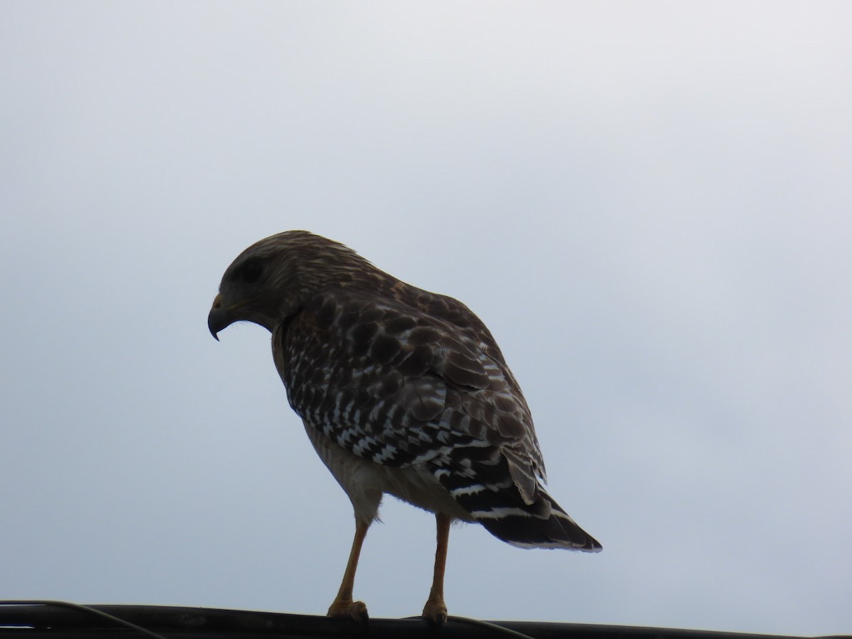 Red-shouldered Hawk - ML633439799
