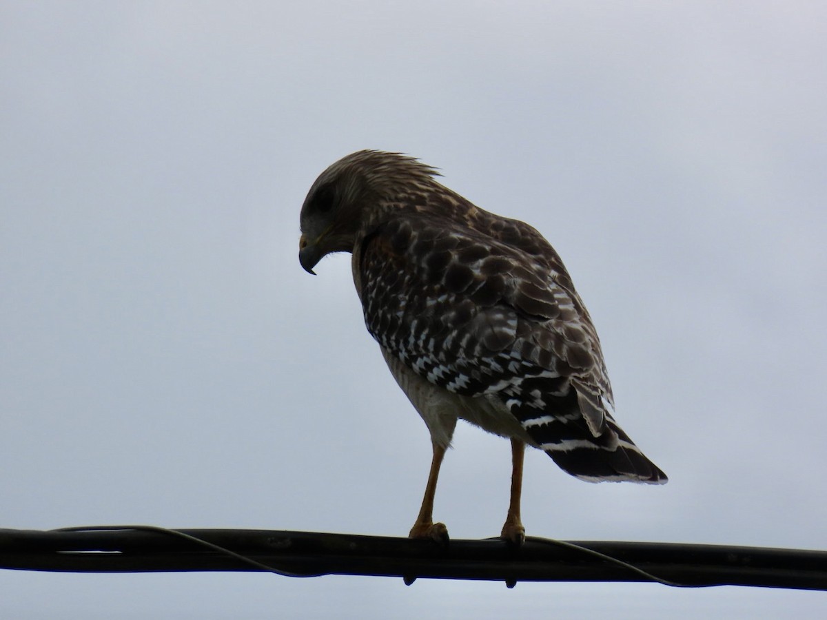 Red-shouldered Hawk - ML633439800