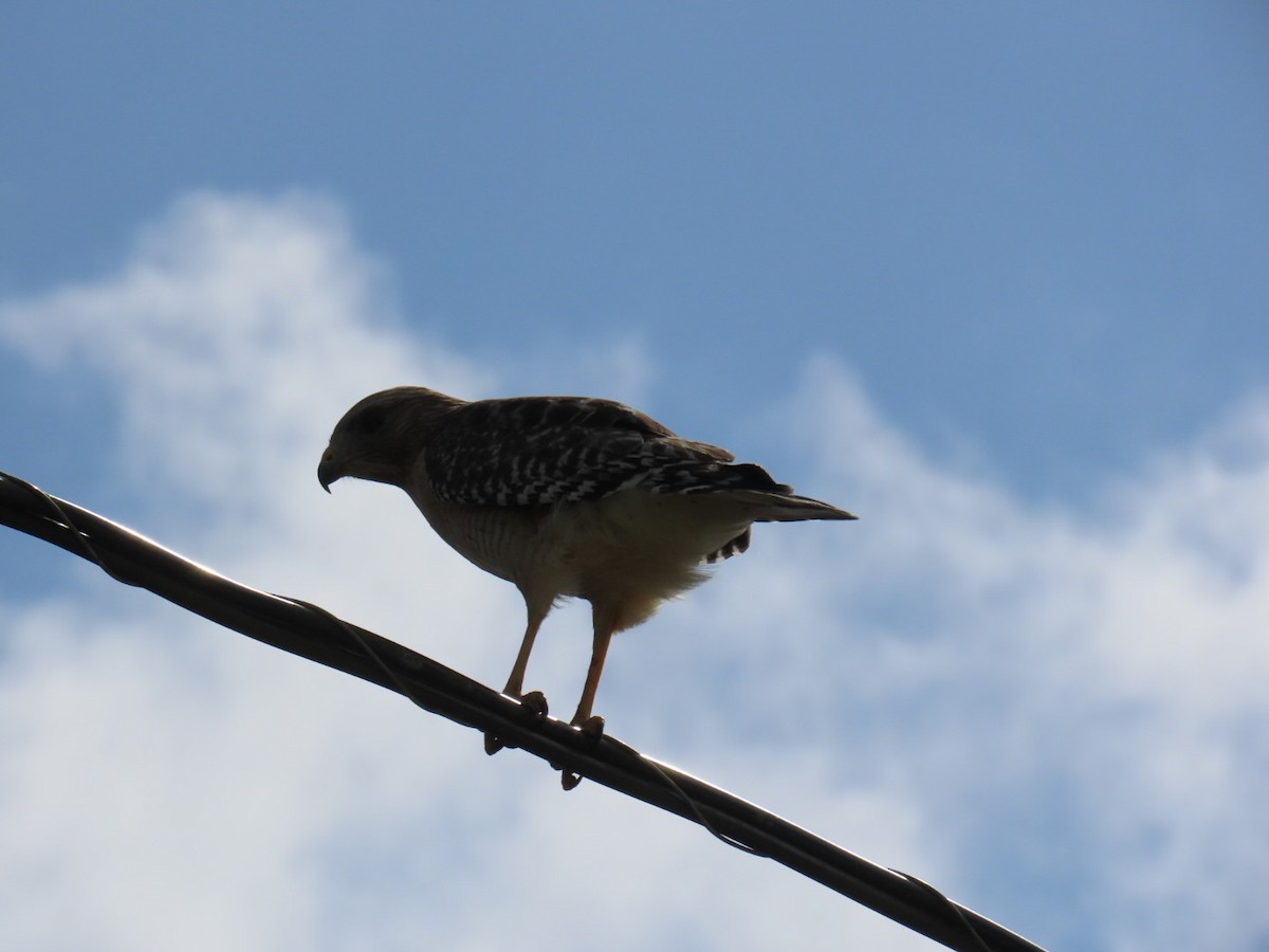 Red-shouldered Hawk - ML633439801