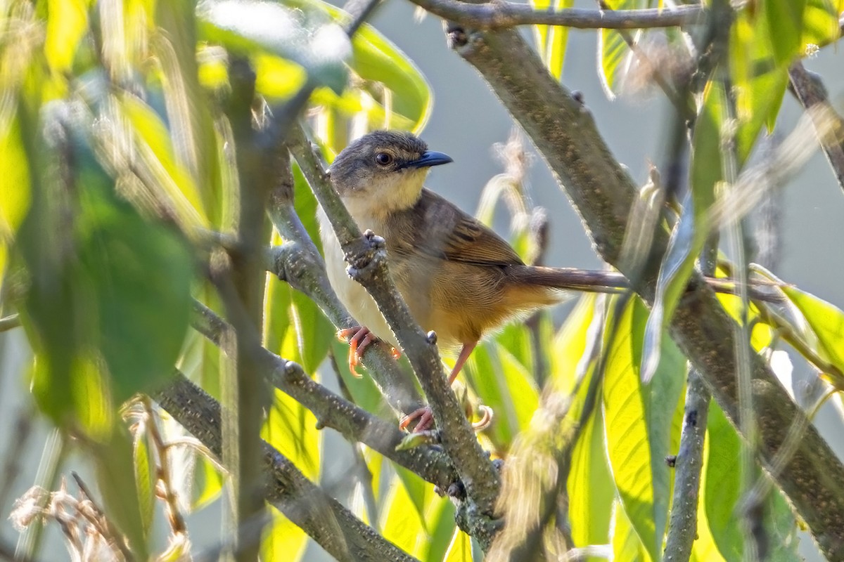 Annam Prinia - ML633439805