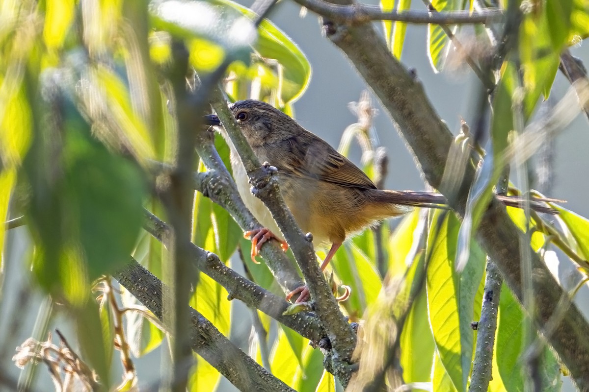Annam Prinia - ML633439806
