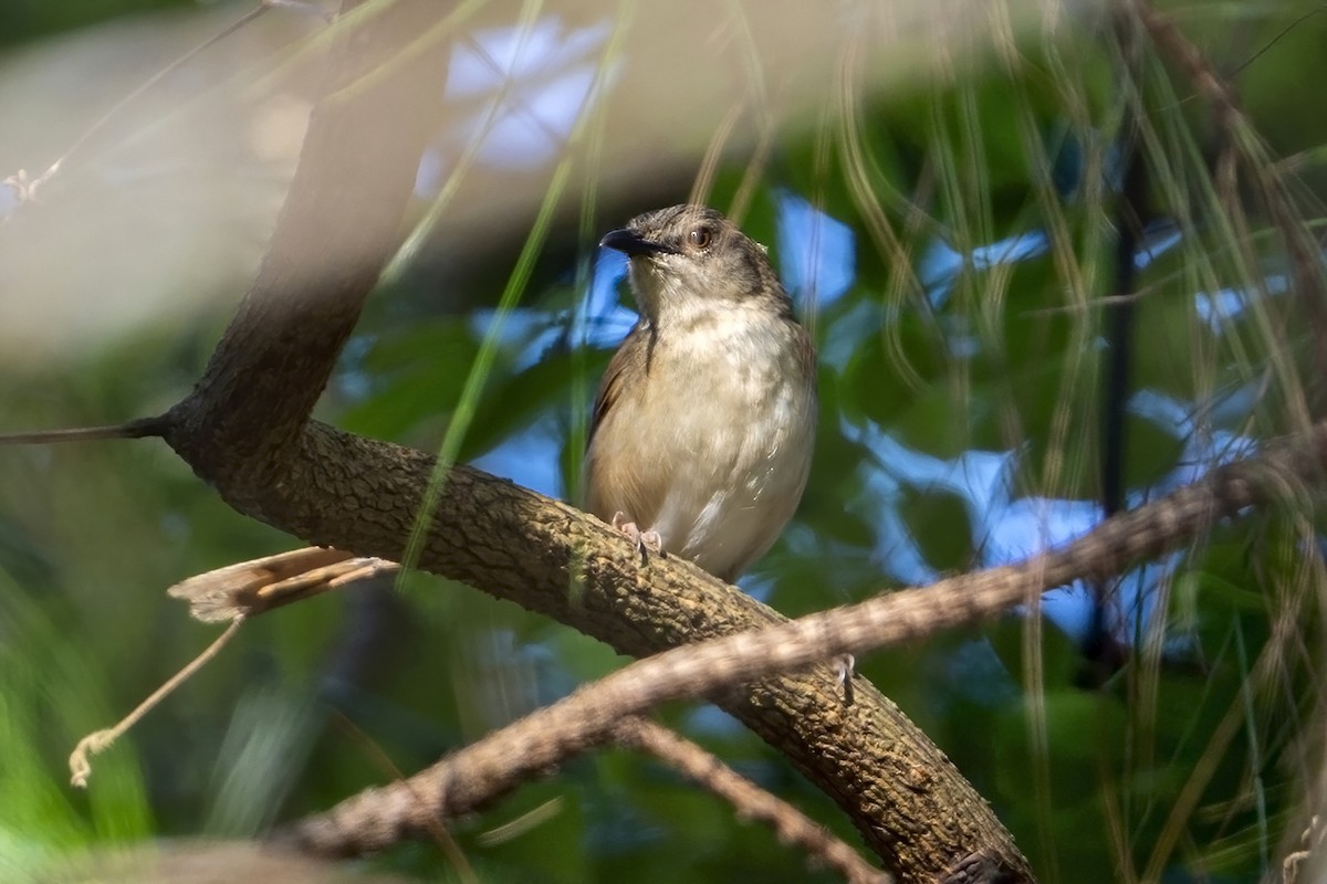 Annam Prinia - ML633439807