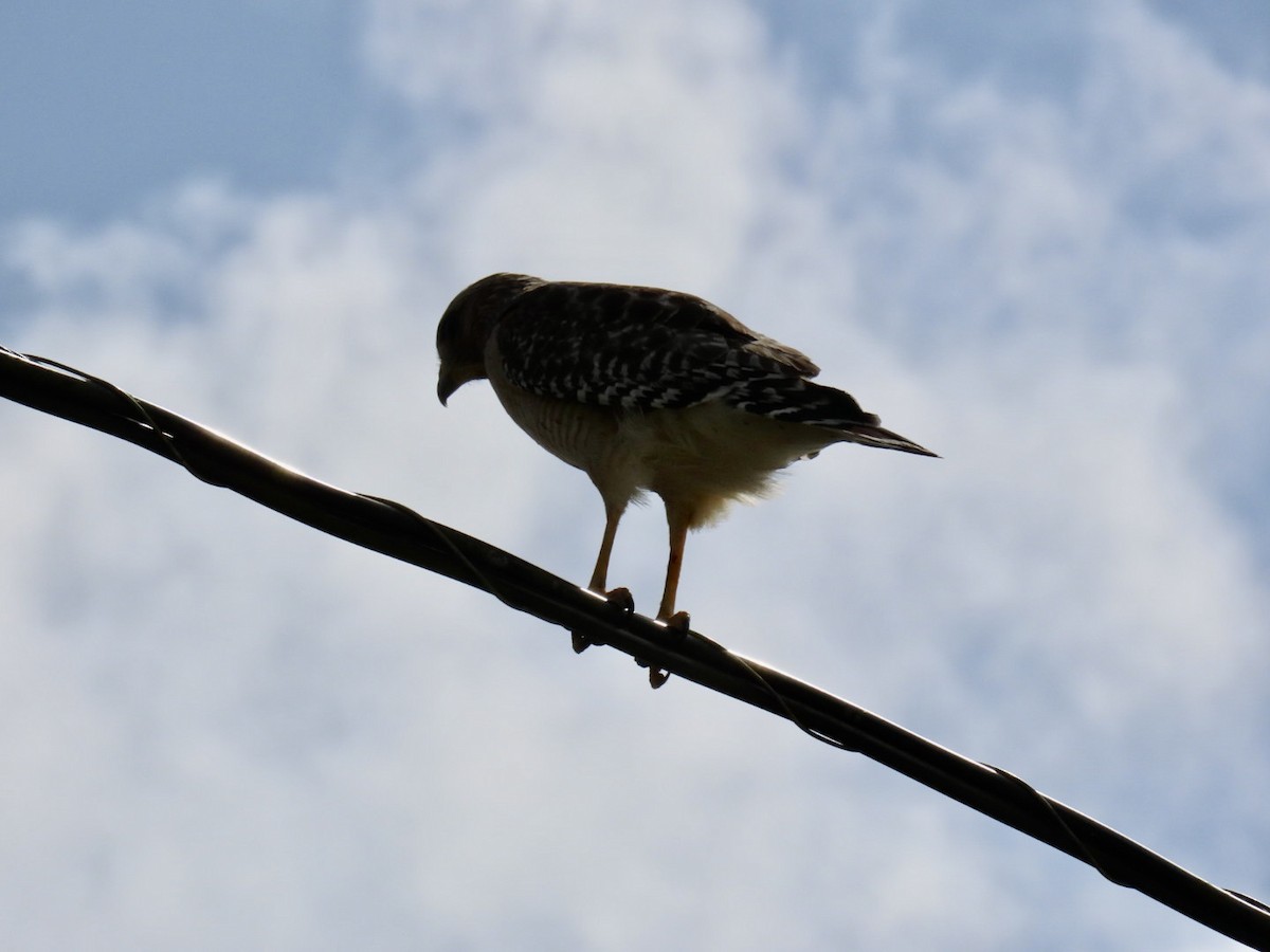 Red-shouldered Hawk - ML633439808