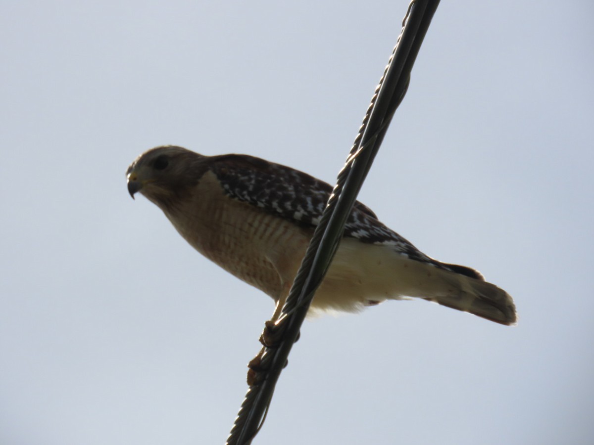 Red-shouldered Hawk - ML633439811