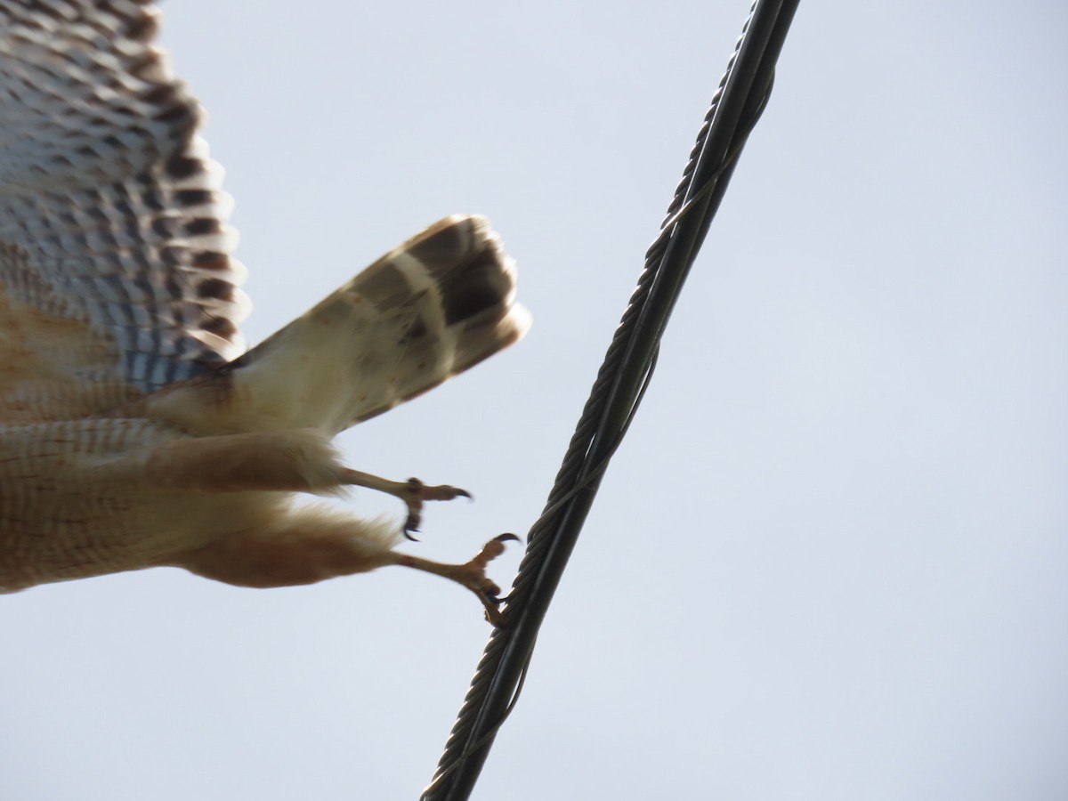 Red-shouldered Hawk - ML633439814