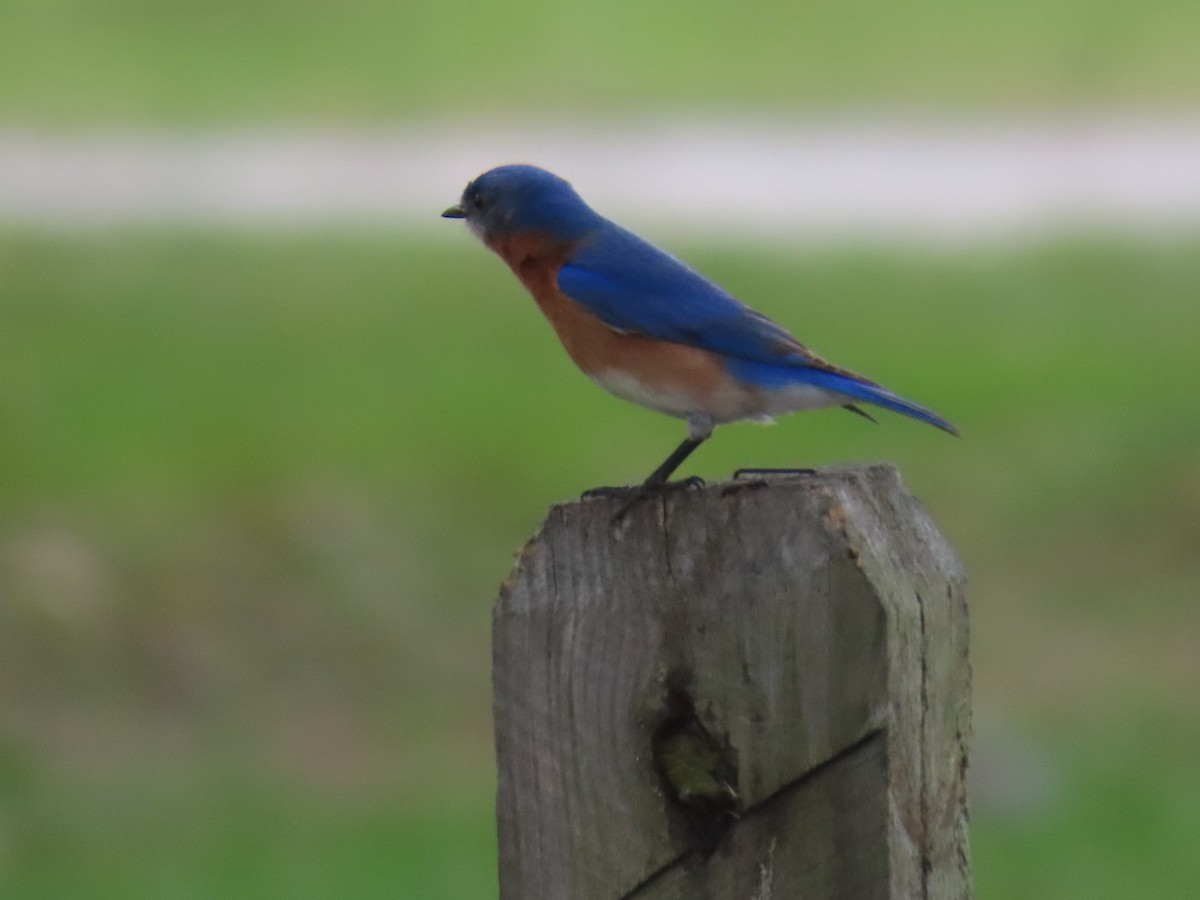 Eastern Bluebird - ML633439840