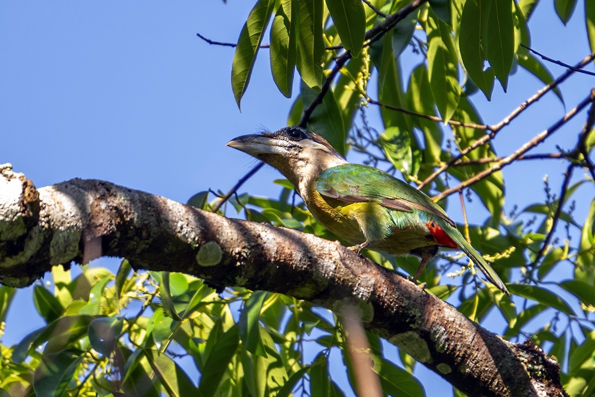 Red-vented Barbet - ML633439848