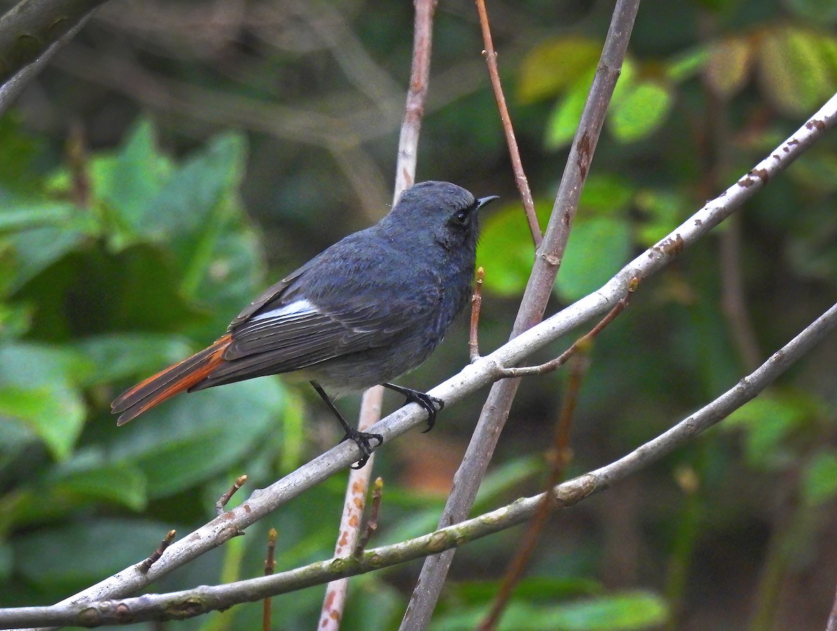 Black Redstart - ML633440057