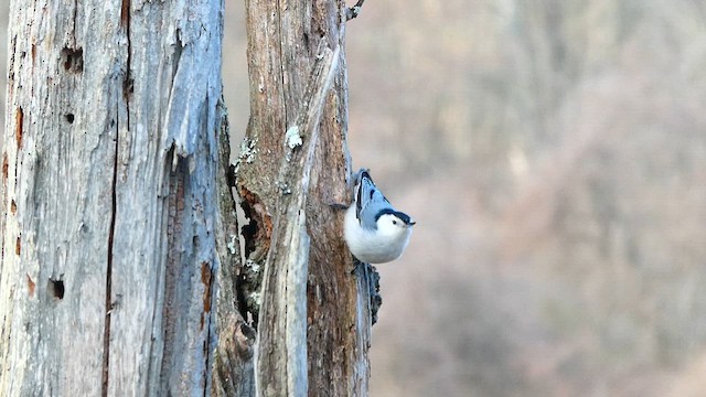 White-breasted Nuthatch - ML633440076