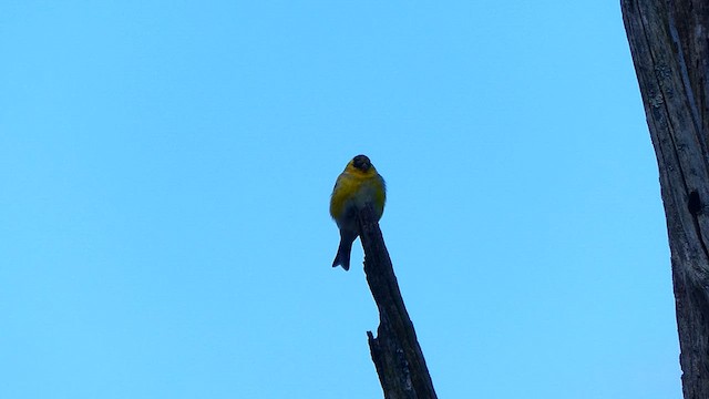 American Goldfinch - ML633440107