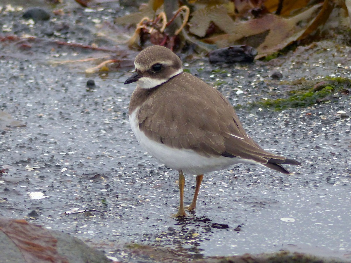 Common Ringed Plover - ML633440157