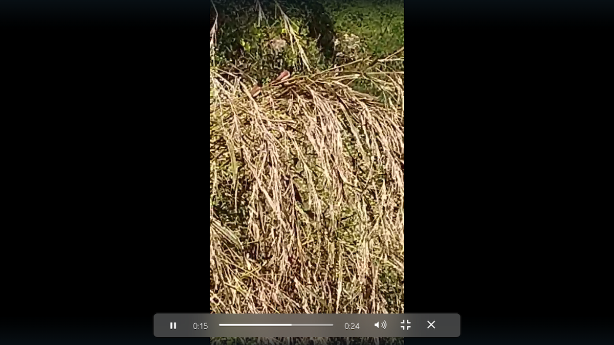 Tricolored Munia - ML633440574