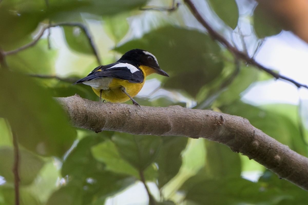 Yellow-rumped Flycatcher - ML633440681