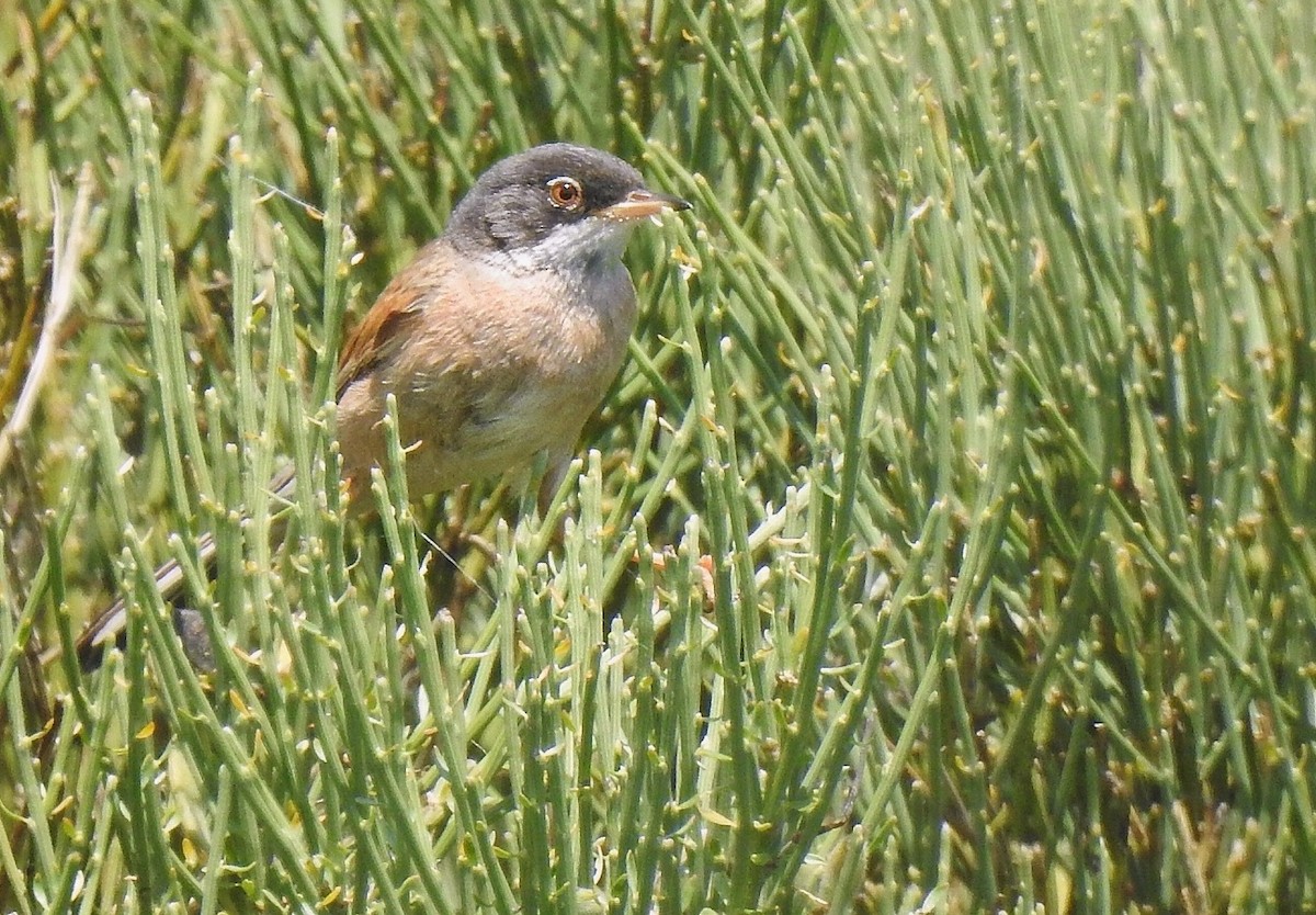 Spectacled Warbler - Víctor Escribano Gordillo