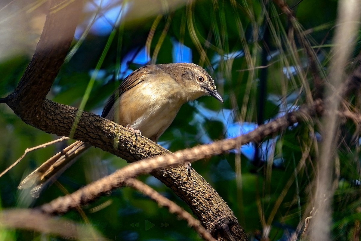 Annam Prinia - ML633440834