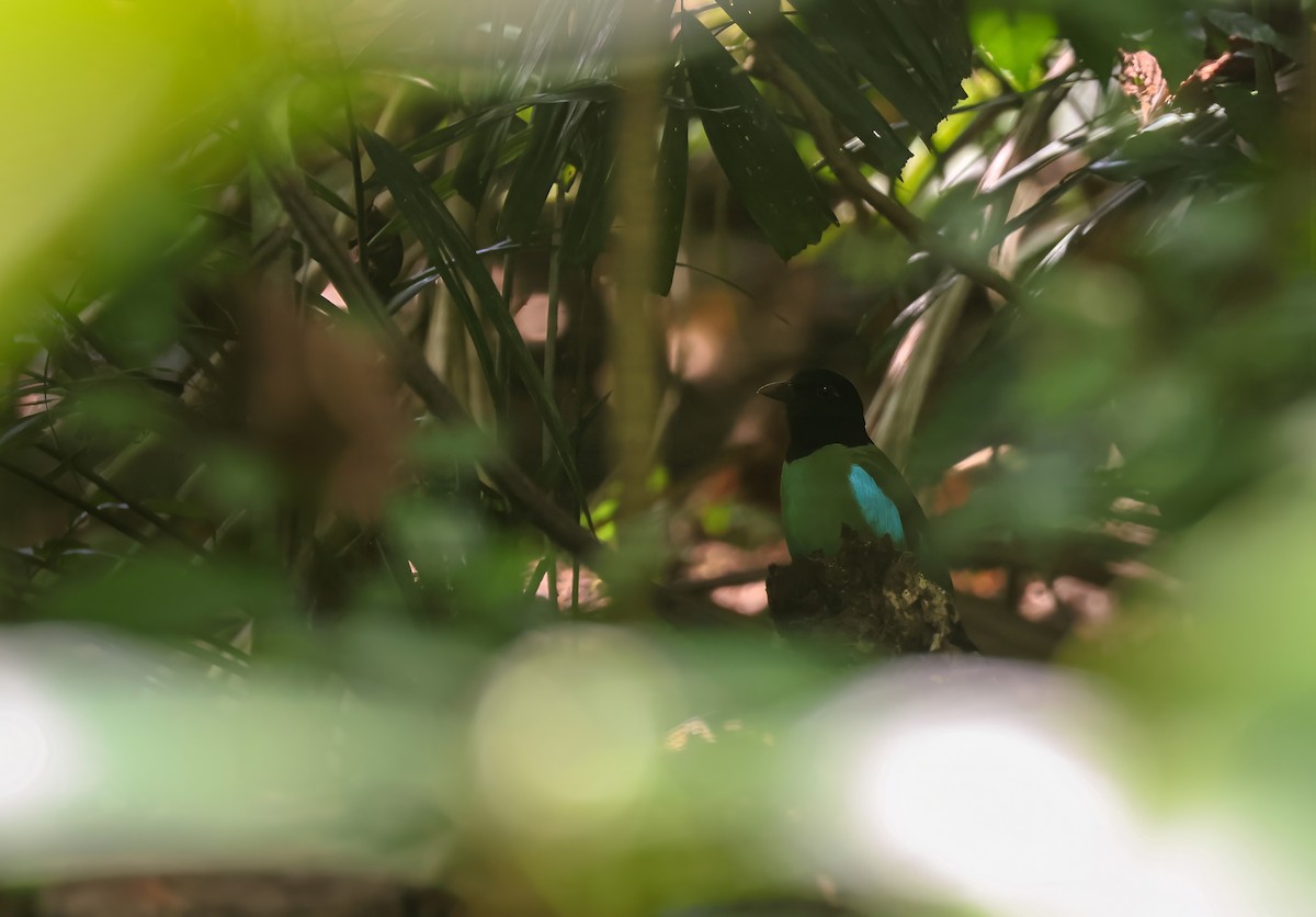 Western Hooded Pitta (Philippine) - ML633440996