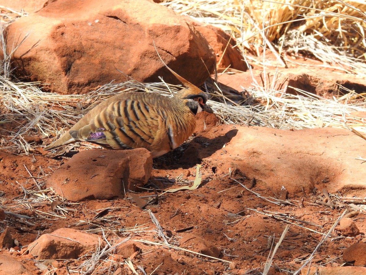 Spinifex Pigeon - ML633441002