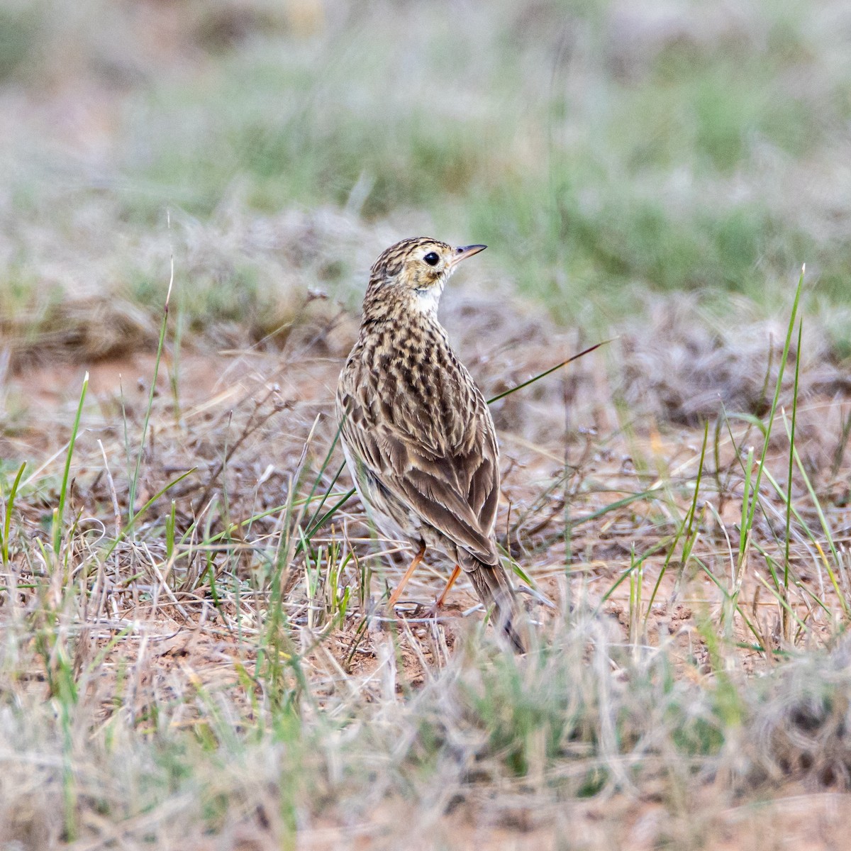 Puna Pipit - ML633441191