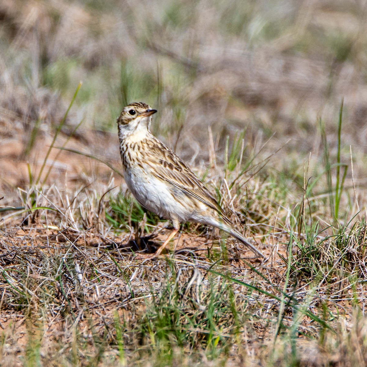 Puna Pipit - ML633441192