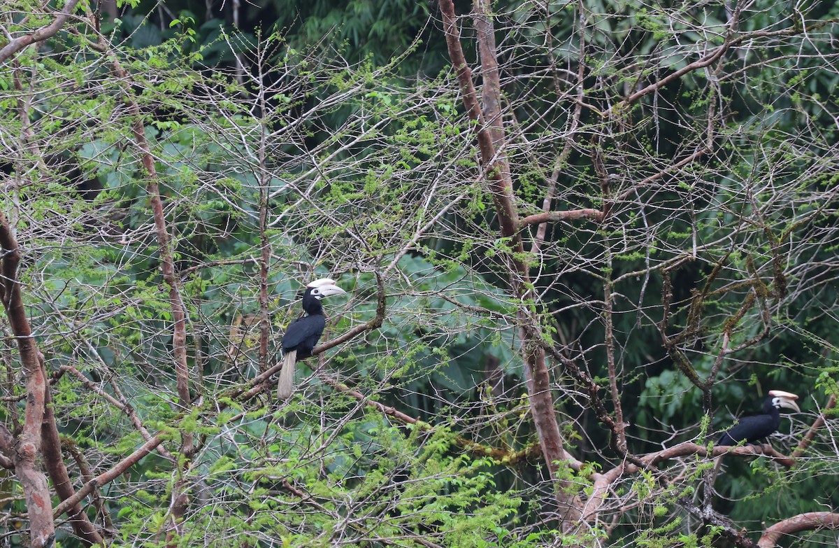 Cálao de Palawan - ML633441197