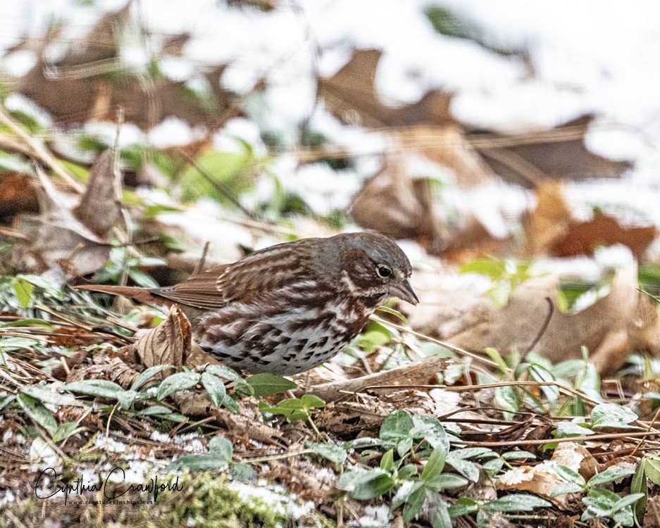 Fox Sparrow - Cynthia Crawford
