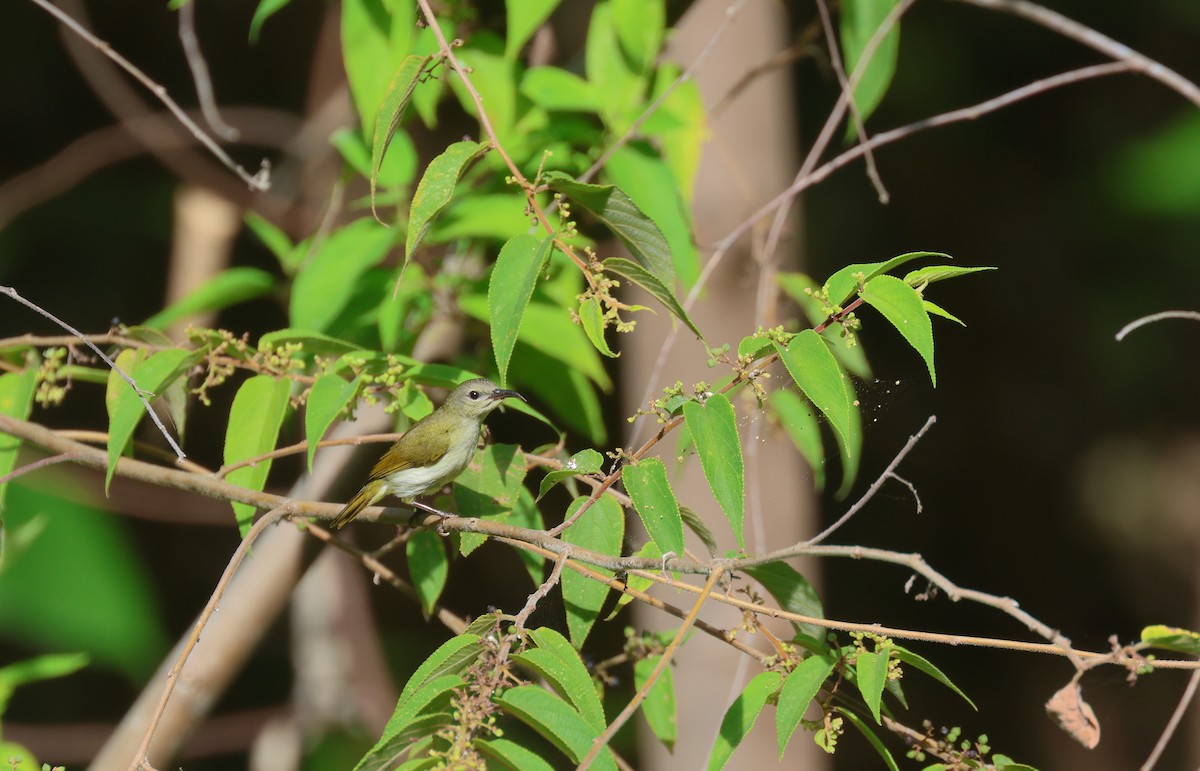 Lovely Sunbird - ML633441327