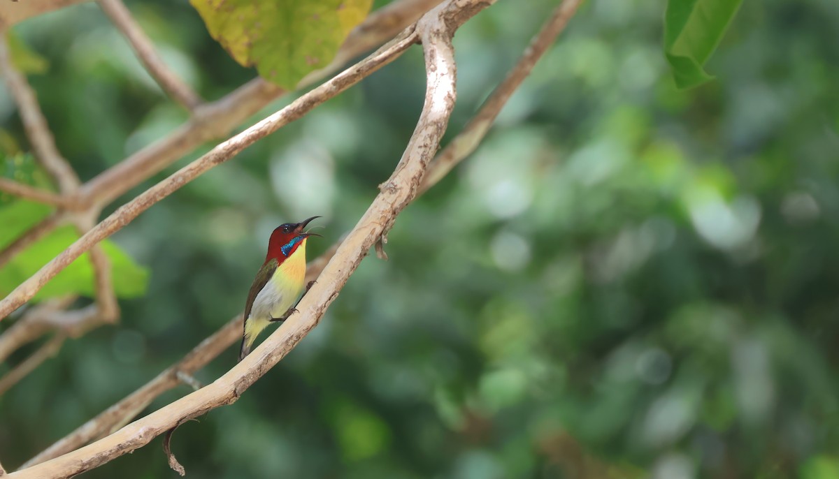 Lovely Sunbird - ML633441338