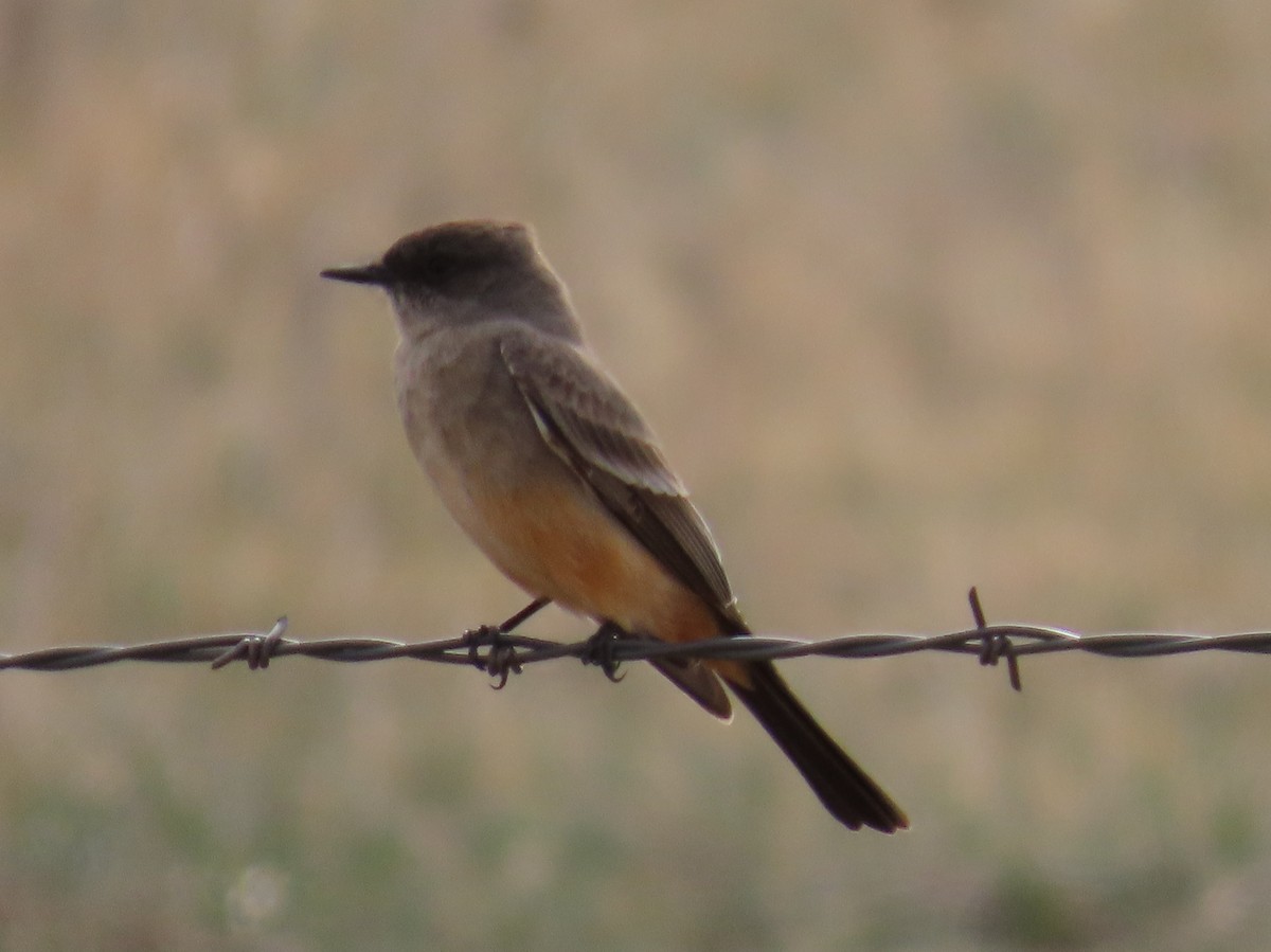 Say's Phoebe - Ricky Olson
