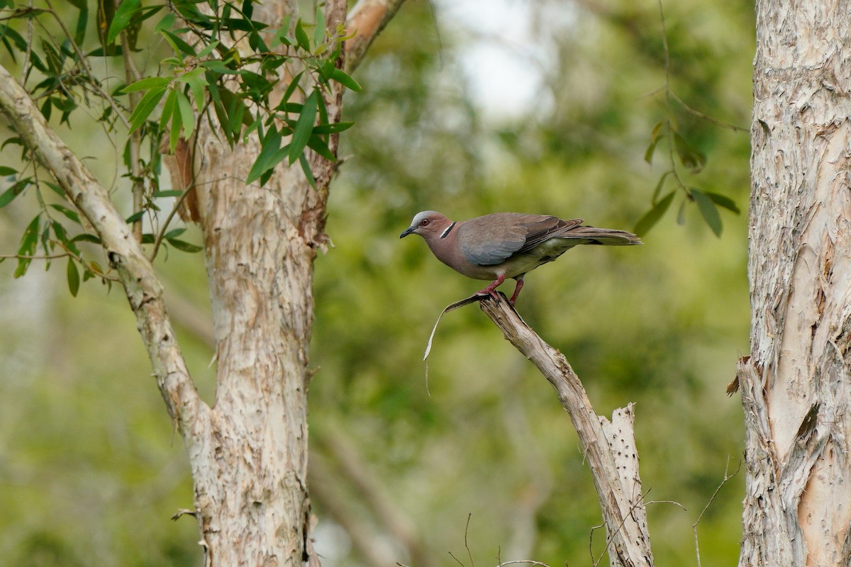 Sunda Collared-Dove - ML633441425