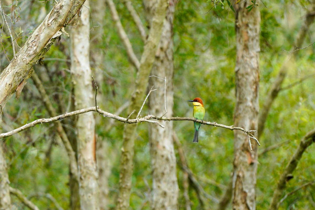 Chestnut-headed Bee-eater - ML633441439