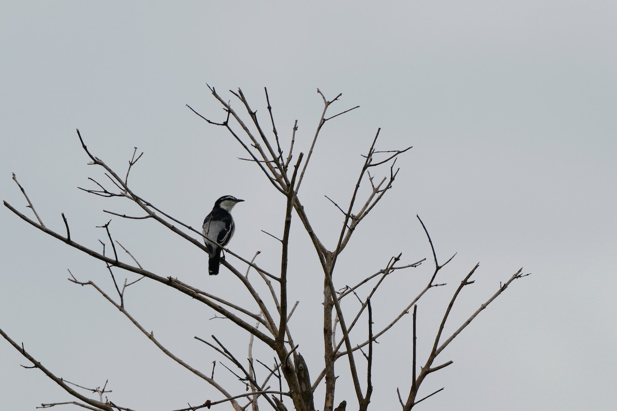 White-shouldered Triller - ML633441450