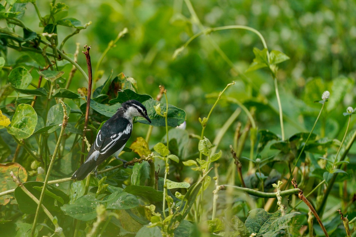 White-shouldered Triller - ML633441451