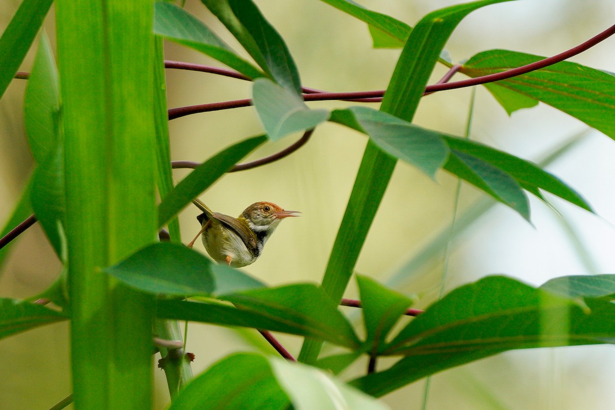 Common Tailorbird - ML633441468