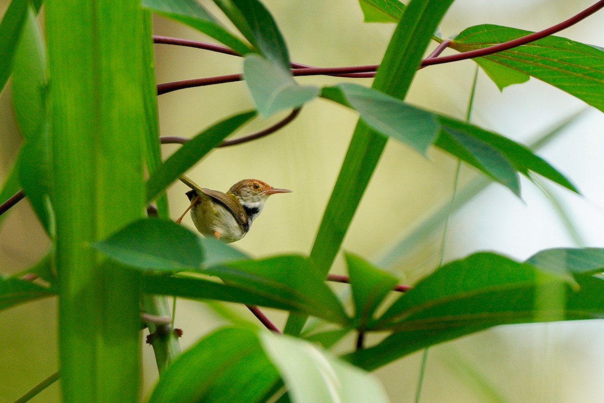 Common Tailorbird - ML633441469