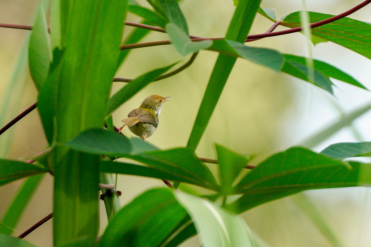Common Tailorbird - ML633441470