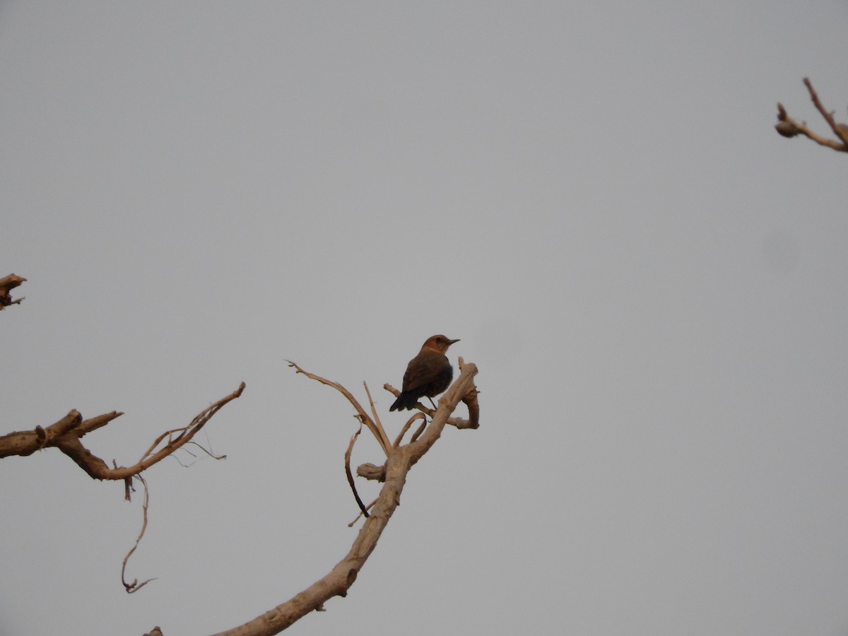 Brown Rock Chat - ML633441562