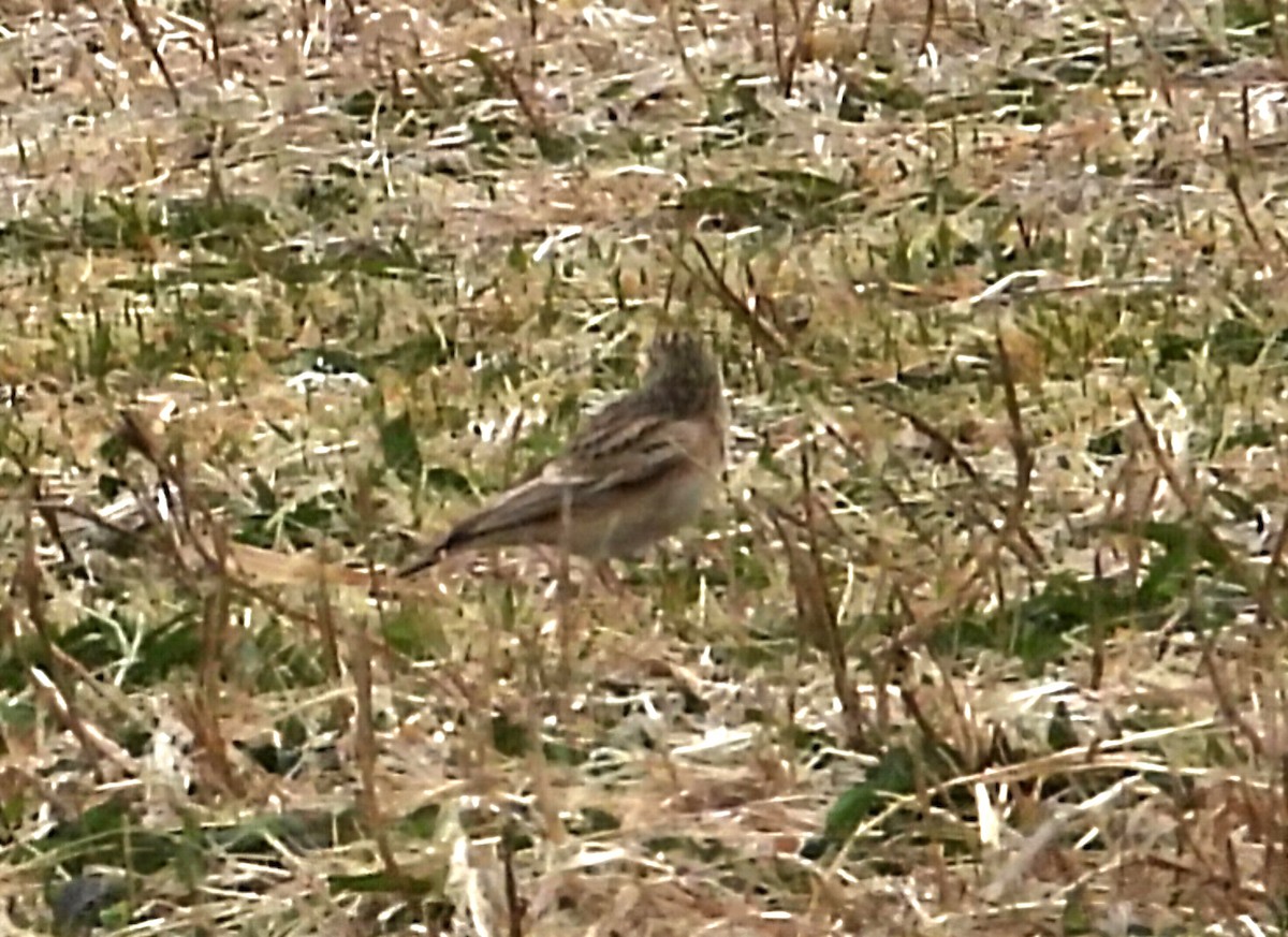 עפרונן מונגולי - ML633441563