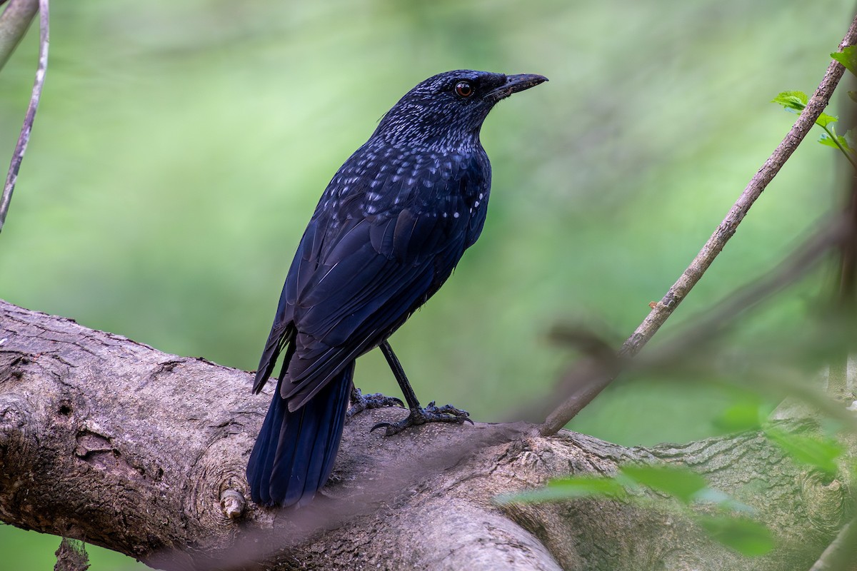 Blue Whistling-Thrush (Black-billed) - ML633441581