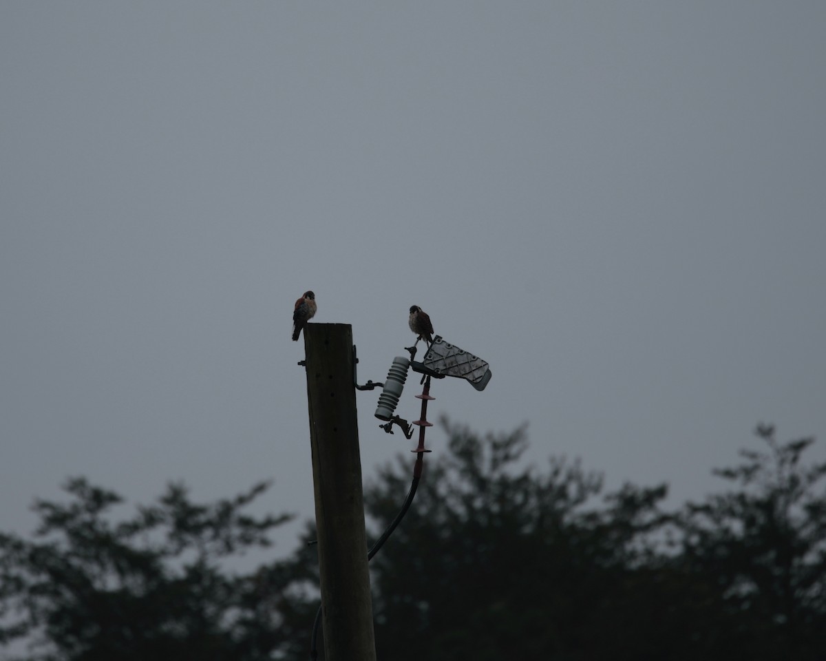 American Kestrel (Northern) - ML633441752