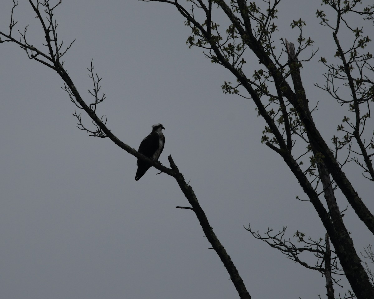 Osprey (American) - ML633441801