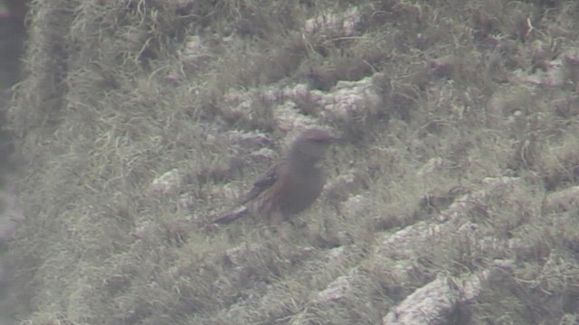 Alpine Accentor - ML633441827