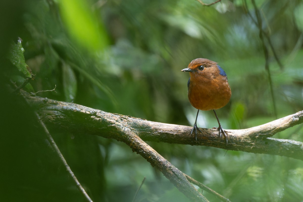 Bornean Shortwing - ML633441951