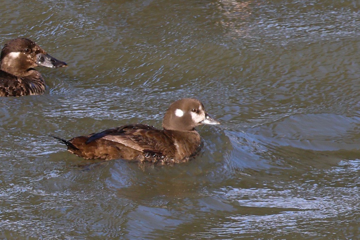 Harlequin Duck - ML633441970