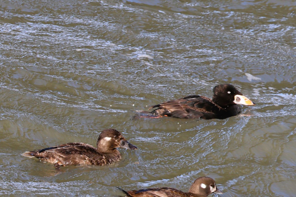 Surf Scoter - ML633441983