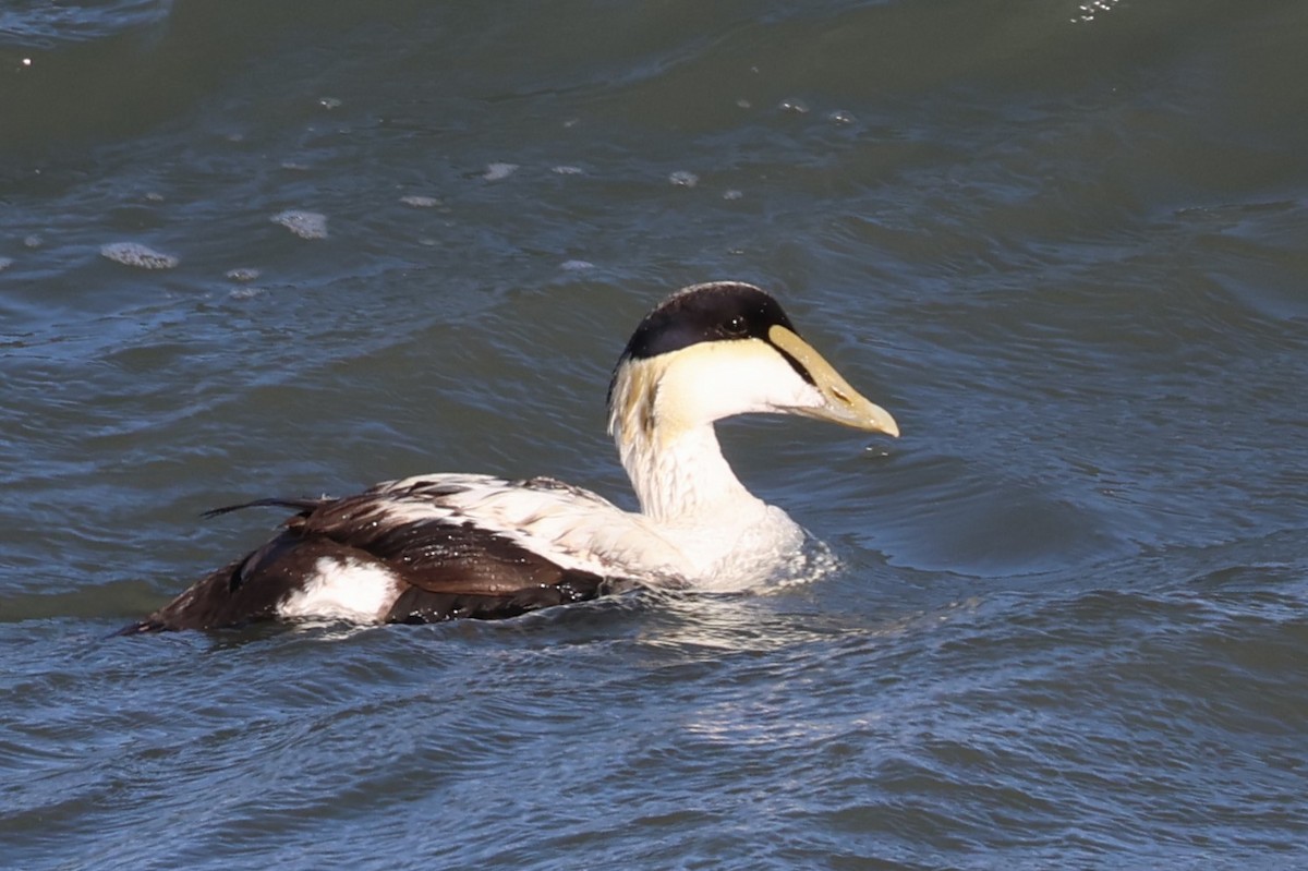 Common Eider - ML633441991