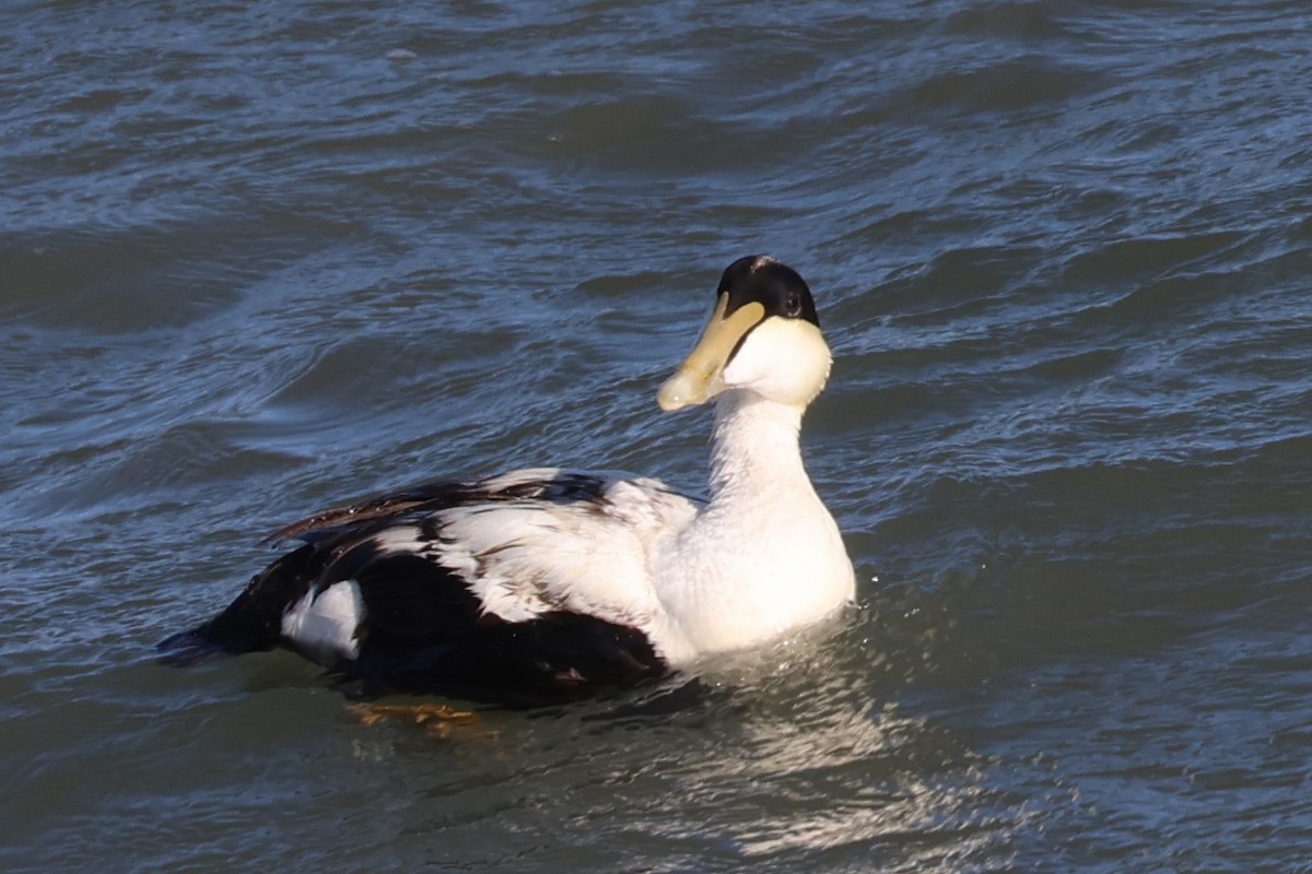 Common Eider - ML633442005