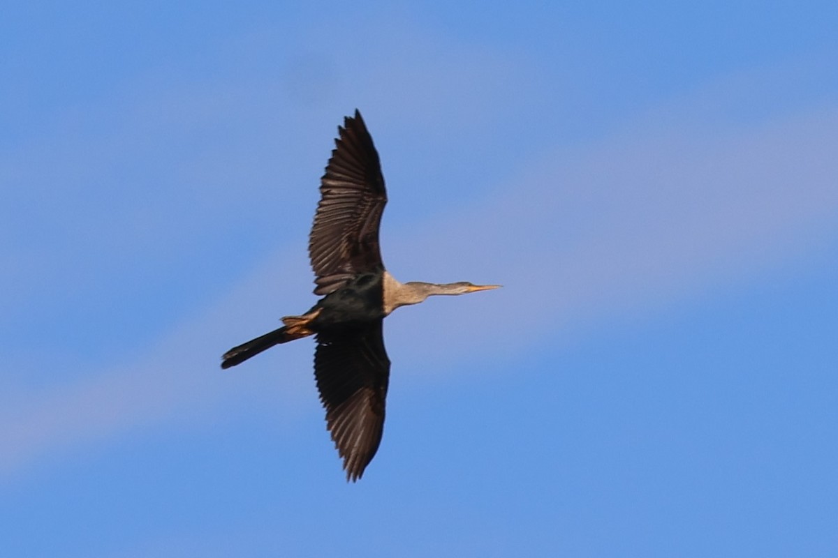 Anhinga - ML633442028