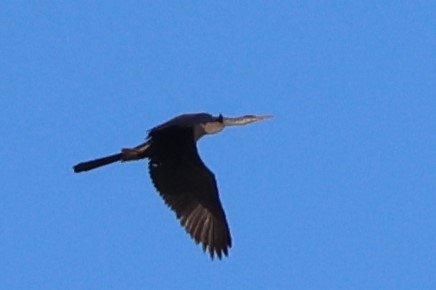 Anhinga - ML633442033