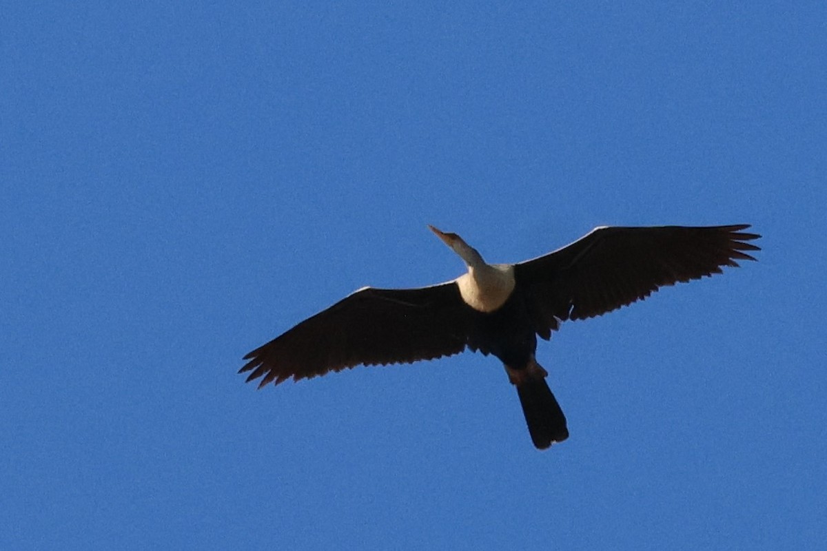 Anhinga - ML633442037