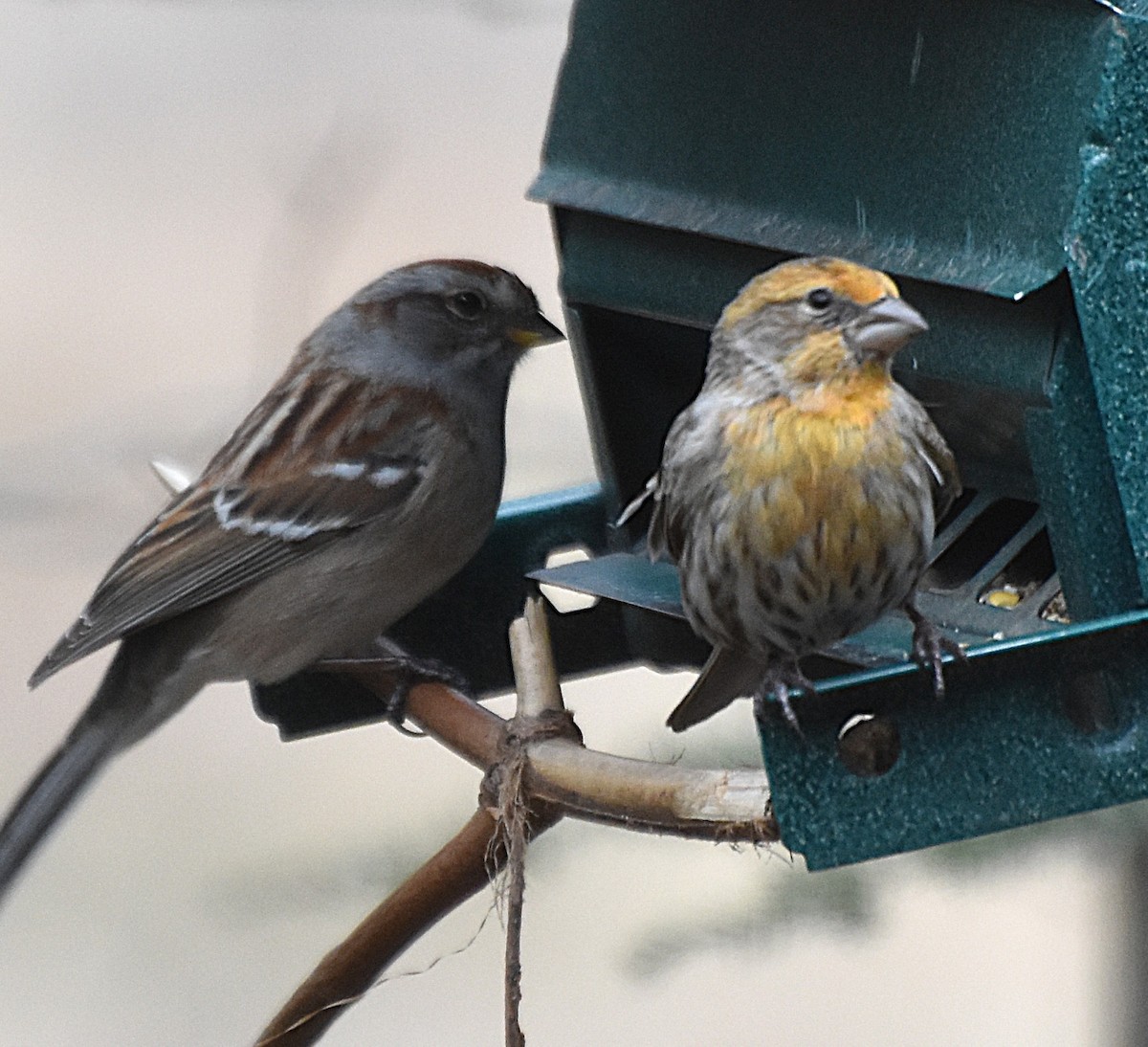 House Finch - ML633442259